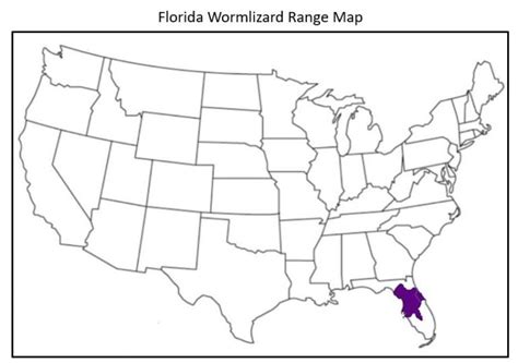 40 Types Of Lizards Found In Florida Id Guide Bird Watching Hq