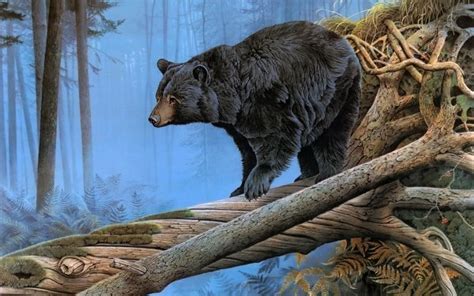 Bear Hd Wallpaper Background Image 2560x1600 Id203700