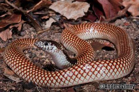 Robust Burrowing Snake Antaioserpens Albiceps At The Australian