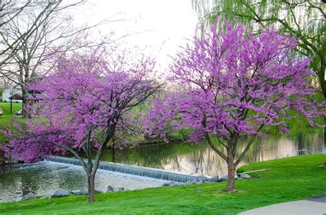 8 Early Flowering Spring Trees One Green Planet