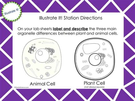 How are plant cells and animal cells similar and different? PLANT AND ANIMAL CELLS LESSON PLAN - A COMPLETE SCIENCE ...