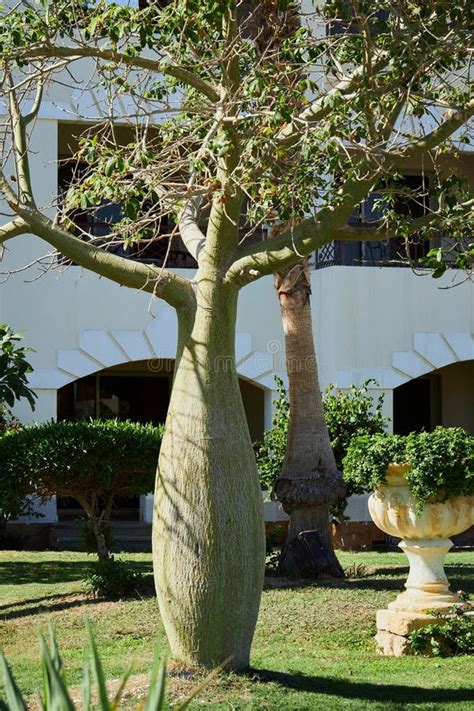 The Silk Floss Tree Or Ceiba Speciosa Bottle Tree Stock Image Image