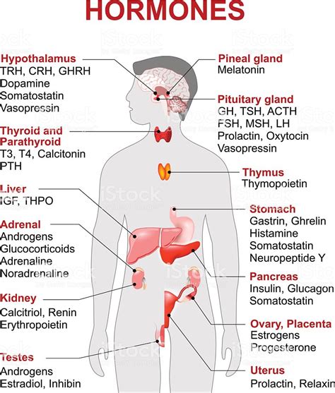 Endocrine Gland And Hormones Human Endocrine System Anatomy Human