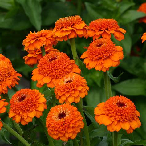15 Plants That Bloom All Summer Long
