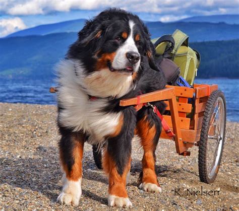 Why The Bernese Mountain Dog Is Truly An All Around Dog