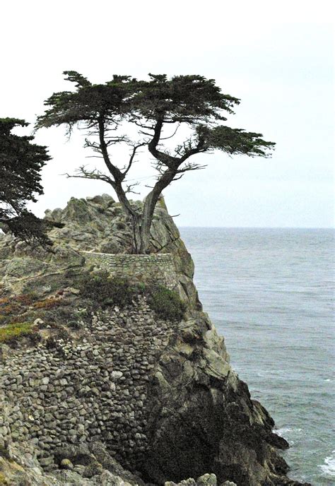 The Lone Cypress Monterey Ca Perhaps The Most Photographed Tree