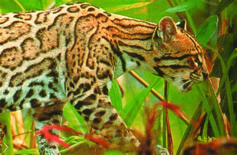 Tigrillo O Manigordo Leopardus Pardalis Es Uno De Los Felinos Que