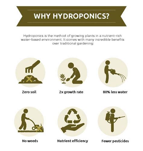 ¡el mejor servicio para aprender un idioma extranjero! 20 Advantages & Disadvantages of Hydroponics That You ...