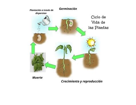 Resumen Del Ciclo De Vida De Las Plantas Procrastina Fácil