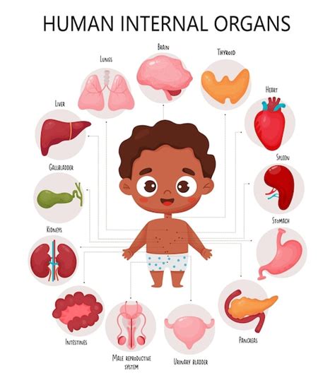 Anatomía Del Cuerpo Humano Infografía Con Lindo Niño étnico Negro