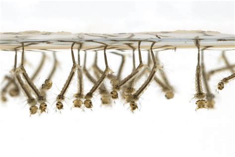Mosquito Larvae Stock Image Image Of Gnats Proboscis