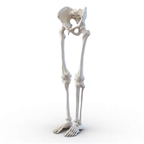 Just like on a map, a region refers to a certain area. 3ds human male lower body skeleton