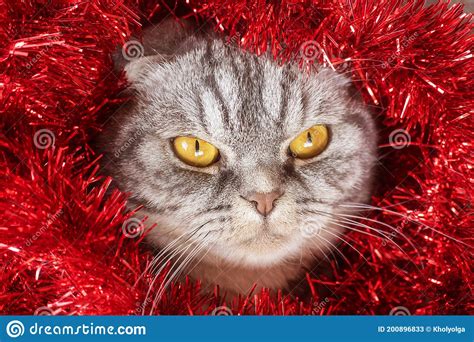 Funny Gray Scottish Fold Cat With Yellow Eyes In Festive Red Tinsel