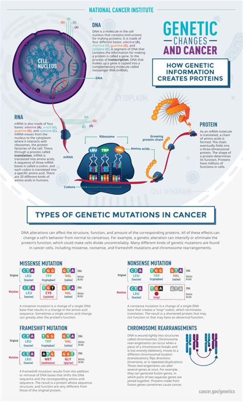 I do no think this was previously mentioned, but for cancer control dr. The Genetics of Cancer - National Cancer Institute