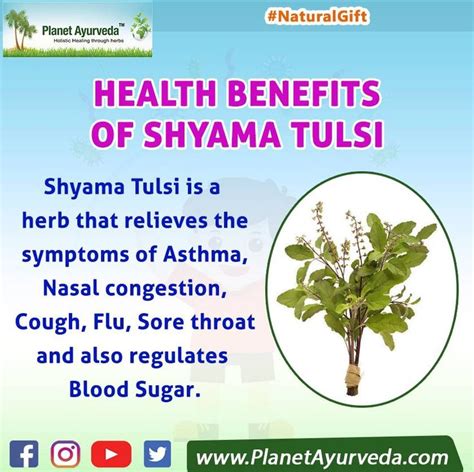 Shyama Tulsi Benefits Holy Basil Holy Basil Benefits Nasal Congestion