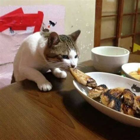 55 Cats Caught In The Act Of Stealing