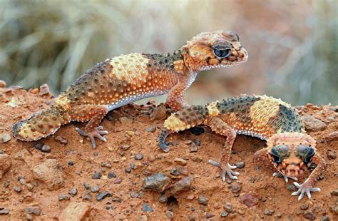 Knob Tailed Gecko