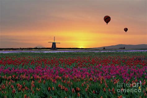 Glorious Sunrise At The Tulip Festival Photograph By Jackie Follett
