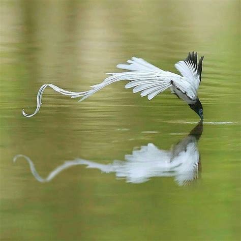 Asian Paradise Flycatcher Photo By Joinus12345 Wildlifeanimall