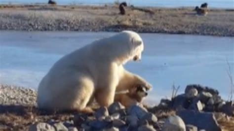 Sled Dog Killed By Polar Bear Days Before Video Surfaced Of Polar Bear