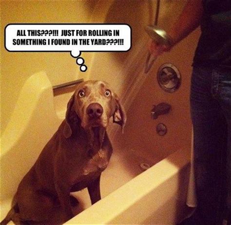 Funny Animal Pictures Of The Day 41 Pics