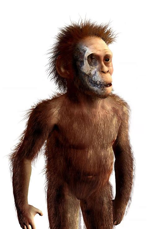 Top 130 Imágenes Del Australopithecus Smartindustrymx