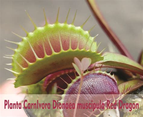 Plantas CarnÍvoras → Brasileiras Dionera Gigante E Como Cuidar