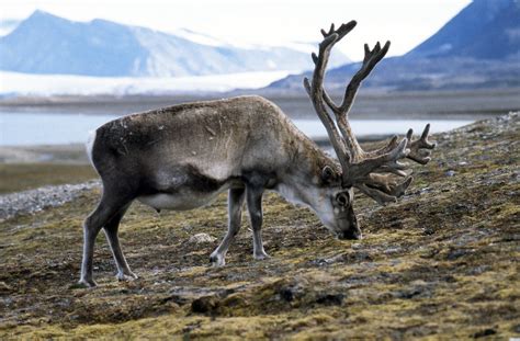 Svalbard Reindeer Raner Tarandus Platyrhynchus At Pla Flickr