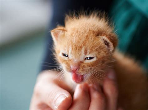 Newborn Kitten Care Guide Questions And Answers Uk Pets