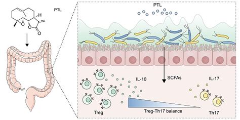 Parthenolide Ameliorates Colon Inflammation Through Regulating Treg