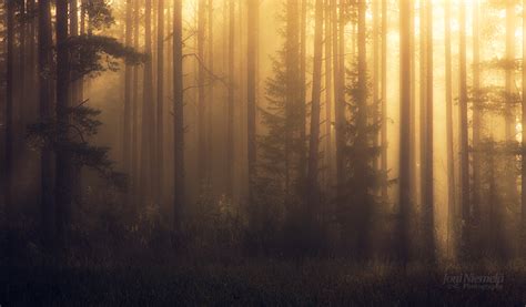 Foggy Pine Forest Ii By Nitrok On Deviantart