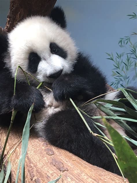 Panda Updates Monday April 21 Zoo Atlanta