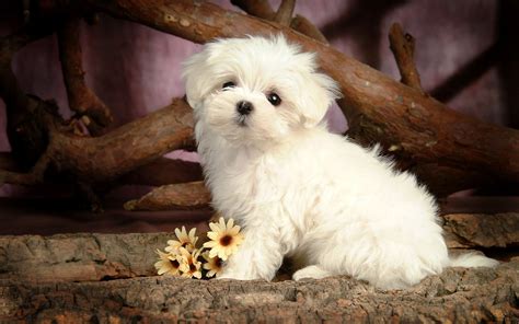 Cute Little Maltese Dog Wallpaper All Best Desktop