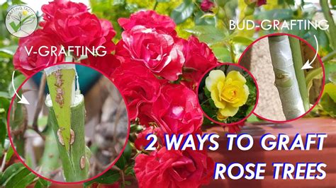 How To Graft Fruit Trees Grafting Rose Flower In Two Ways