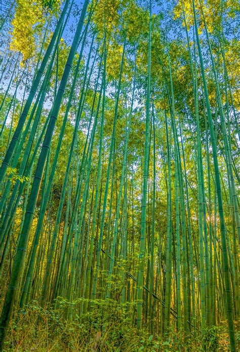 Bamboo Grove In Adashino Nenbutsuji Temple Kyoto Japan Stock Image