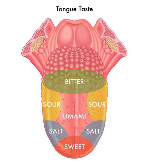 Tongue Taste Medical Illustration Of Schematic Map Of The Tongue Taste