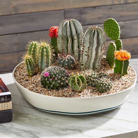 Comment Créer Un Joli Jardin Miniature Avec Des Cactus