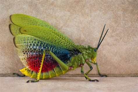 Free Stock Photo Of Insect Locust
