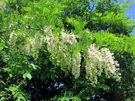 The Foraged Foodie Foraging Identifying And Harvesting Black Locust