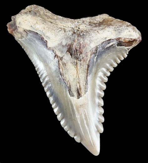 Bargain 113 Hemipristis Shark Tooth Fossil Virginia For Sale