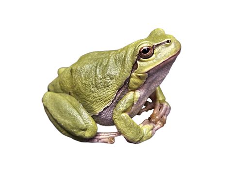Frog Png Transparent Png Image Collection