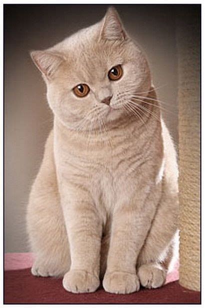 Pin By The Knick Knack Lady On Furry Mates British Shorthair Cats