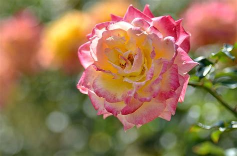 Pink And Yellow Rose Romance Rose Bonito Floral Graphy Love Wide