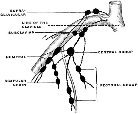 Axillary Lymph Node Chain
