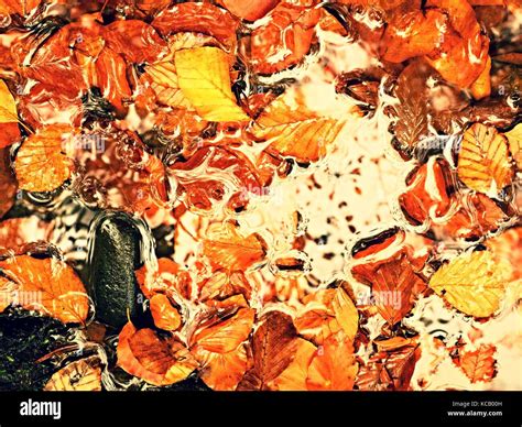 Orange Leaves Makes Frame In River Fallen Beech Leaves And Stones In