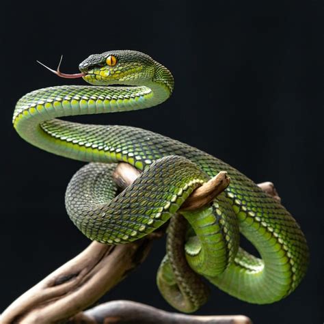 Premium Photo Green Viper Snake
