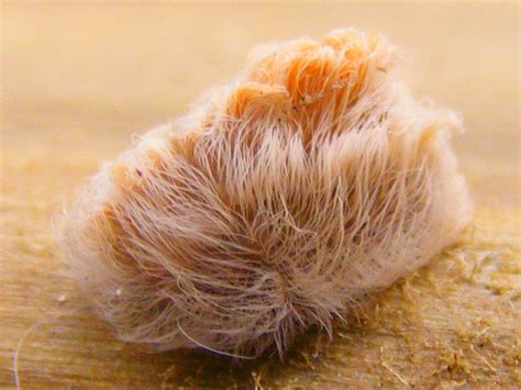 5 Things To Know About Puss Caterpillars