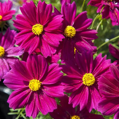 Shipped with our arrive alive guarantee. Cosmos Seeds: 42 Top Cosmos - Annual Flower Seeds