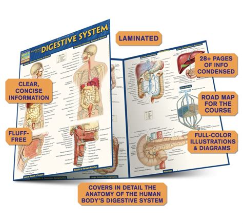Quickstudy Anatomy Of The Digestive System Laminated Study Guide