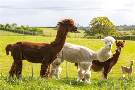 This Woman Is Giving A Herd Of Alpacas A Funky Haircuts And Its Hilarious Zebras Poodle Alpaca